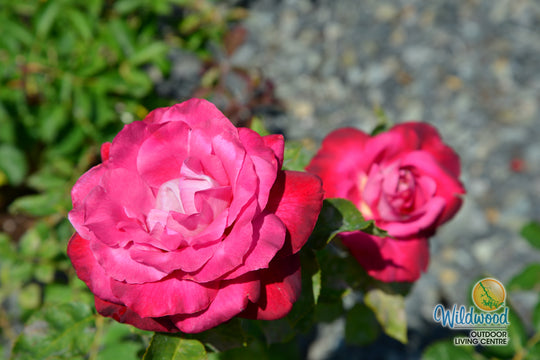 Girls’ Night Out - Star Roses and Plants