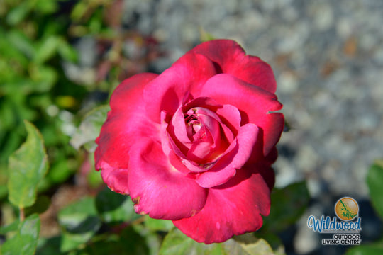 Girls’ Night Out - Star Roses and Plants