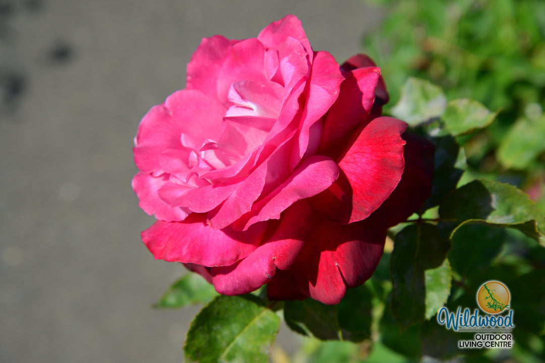 Girls’ Night Out - Star Roses and Plants
