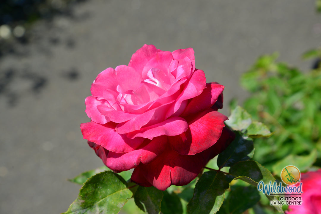 Girls’ Night Out - Star Roses and Plants