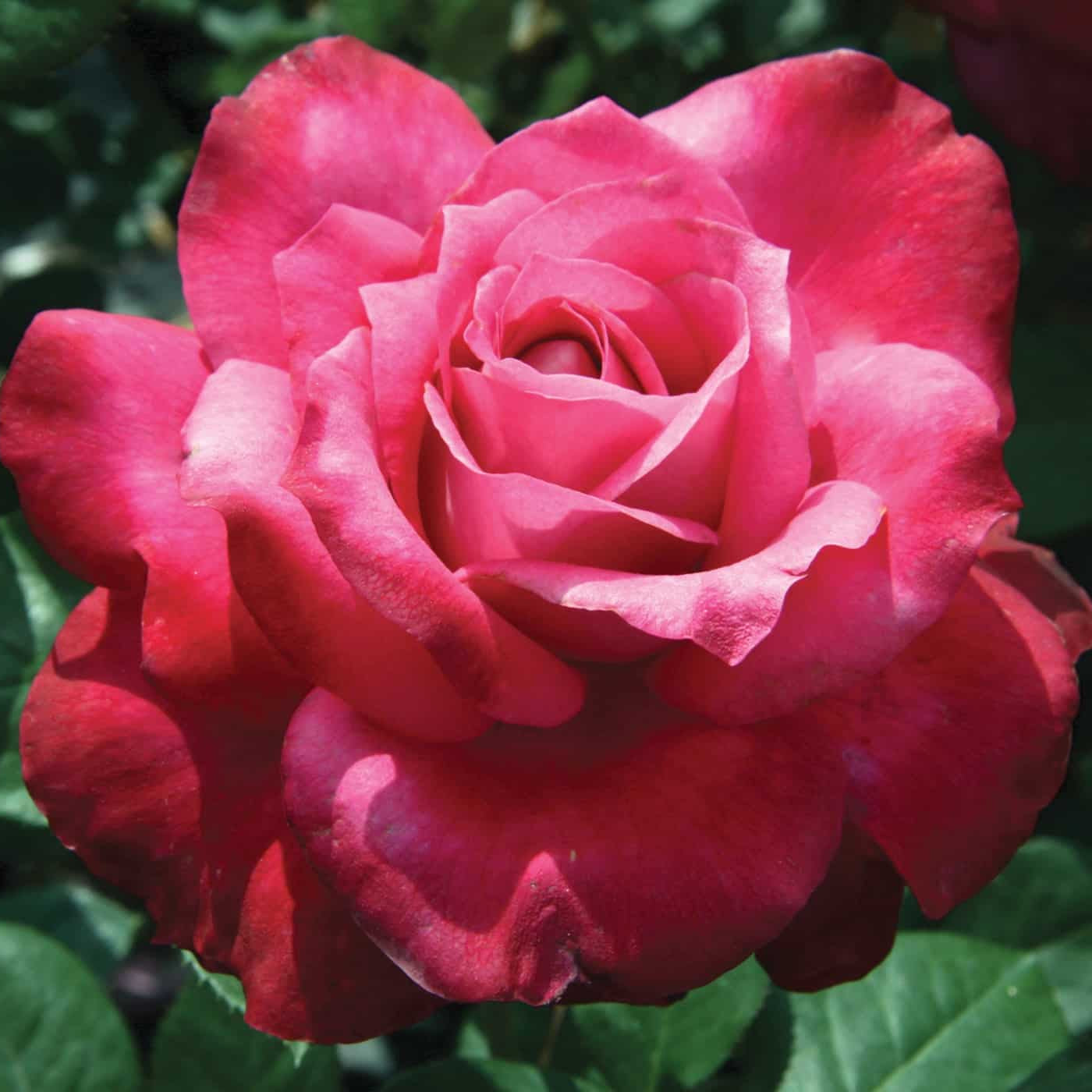 Girls’ Night Out - Star Roses and Plants – Wildwood Outdoor Living