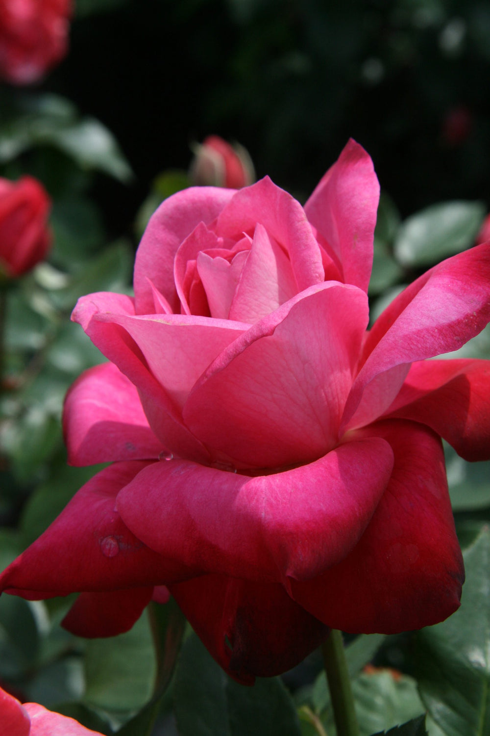 Girls’ Night Out - Star Roses and Plants