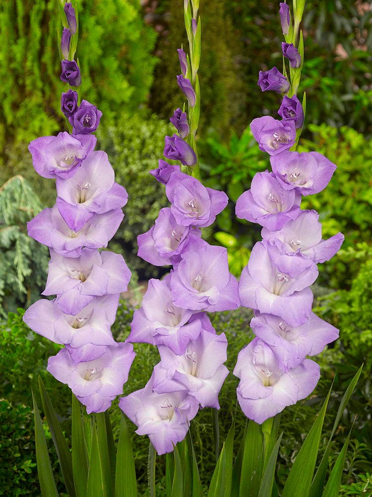 Gladiolus - Blue Tropic, 8 Pack