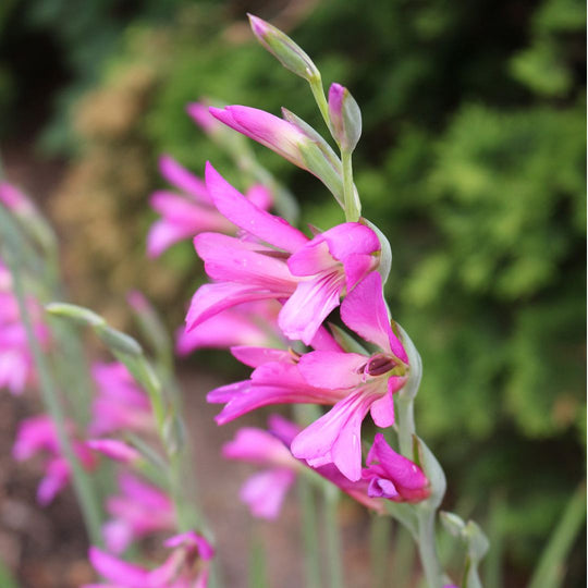 Gladiolus - Byzantinum, 10 Pack