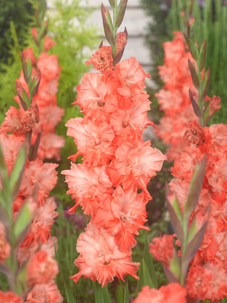 Gladiolus - Charkov, 8 Pack