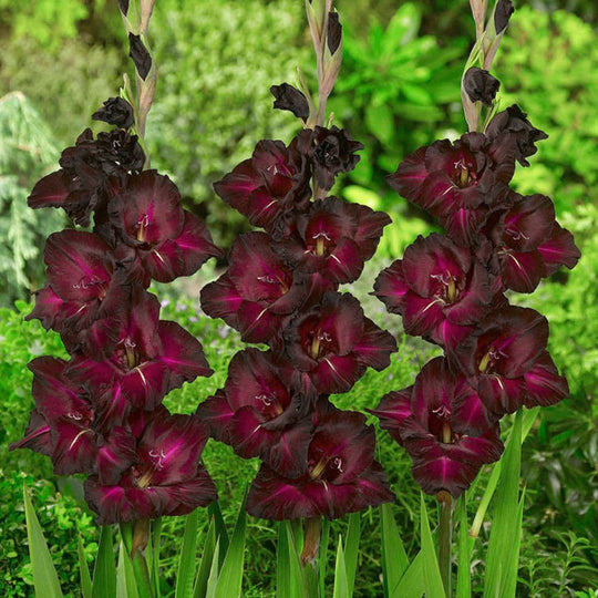 Gladiolus - Espresso, 8 Pack