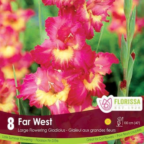 Gladiolus - Far West, 8 Pack