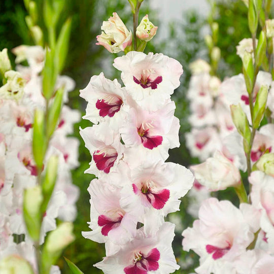 Gladiolus - Fiorentina, 8 Pack