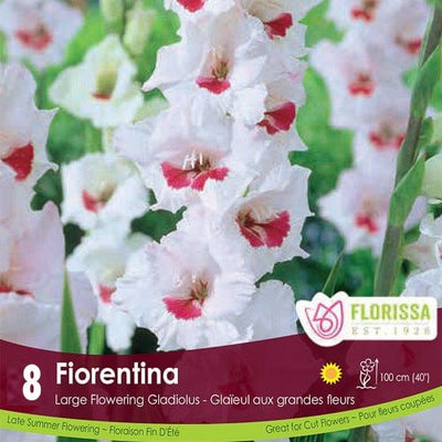 Gladiolus - Fiorentina, 8 Pack