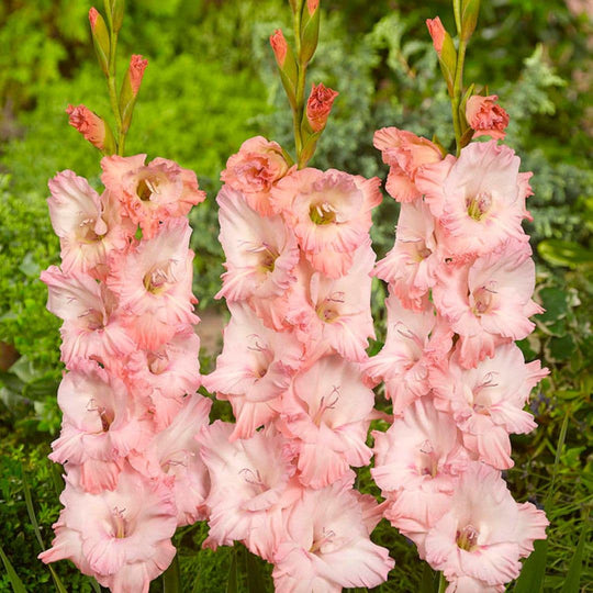 Gladiolus - Friendship, 8 Pack