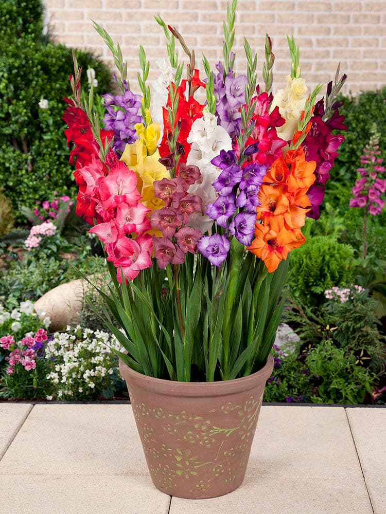 Gladiolus, Dwarf - Glamini Mix, BONUS 15 Pack