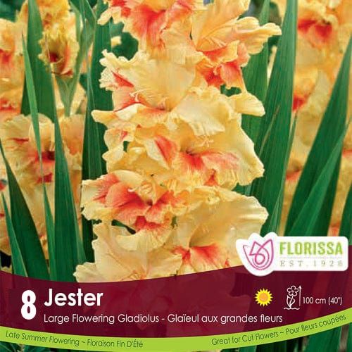 Gladiolus - Jester, 8 Pack