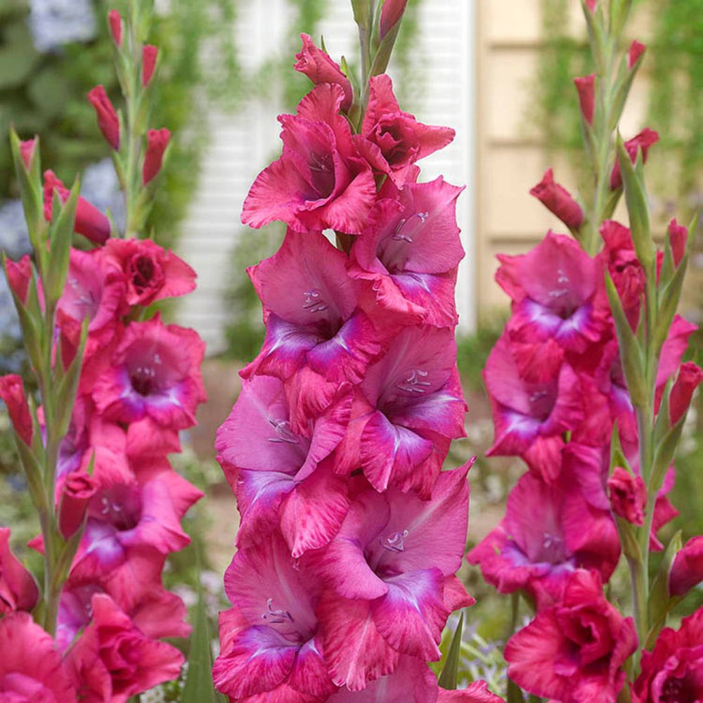 Gladiolus - Lumiere, 8 Pack