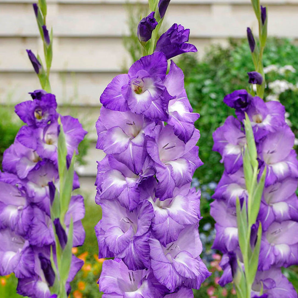 Gladiolus - Nori, 8 Pack