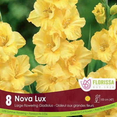 Gladiolus - Nova Lux, 8 Pack