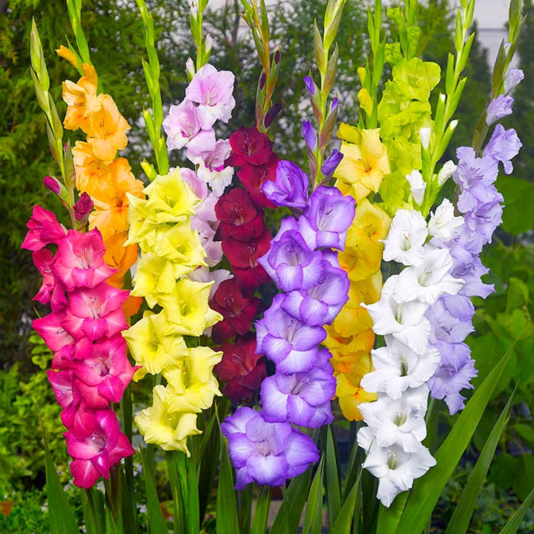 Gladiolus - Rainbow Mix, 15 Pack