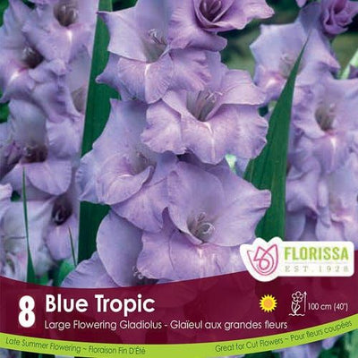 Gladiolus - Blue Tropic, 8 Pack