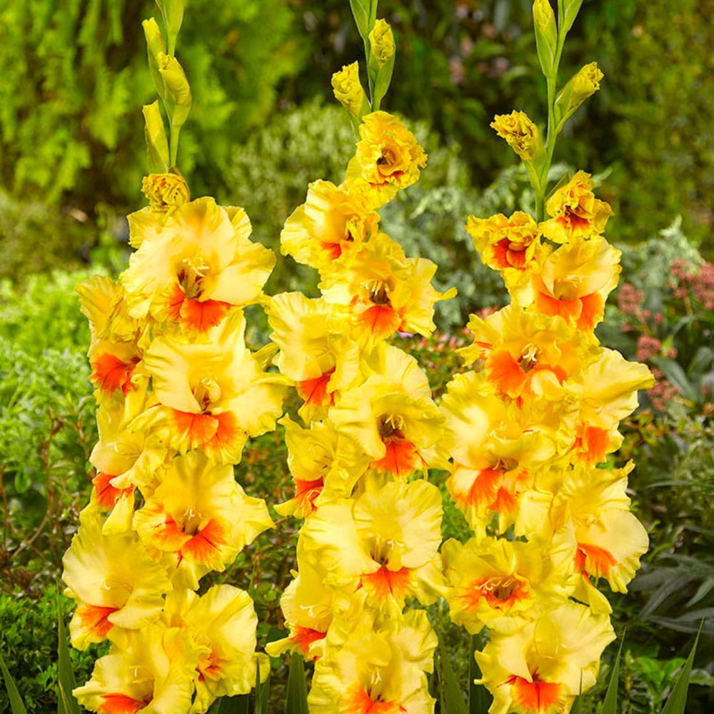 Gladiolus - Jester, 8 Pack