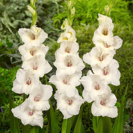 Gladiolus - Oscilla, 8 Pack