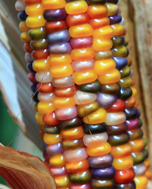 Organic Corn Glass Gem Bulk - West Coast Seeds