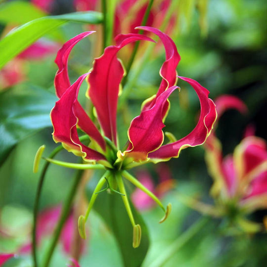 Gloriosa - Rothschildiana