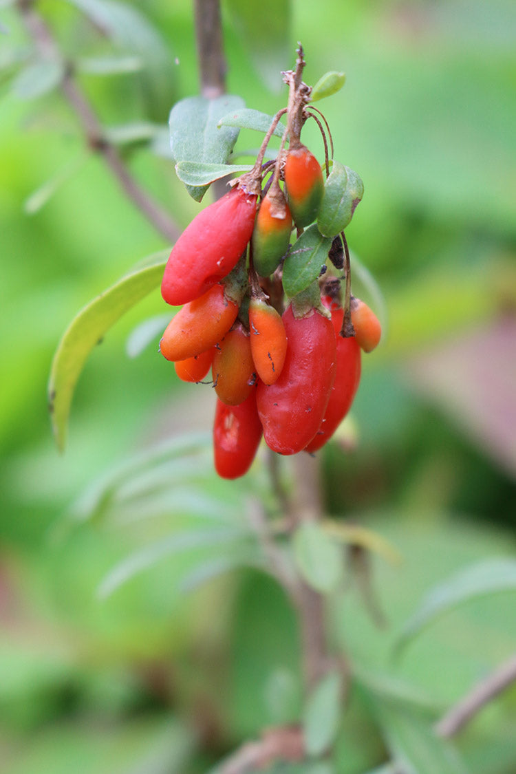 Goji Berry - Firecracker