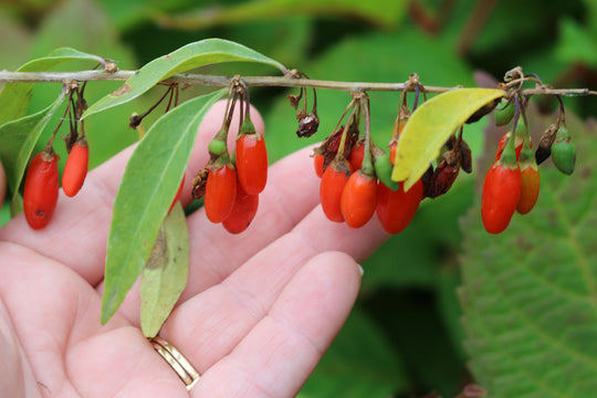Goji Berry - Dynamite