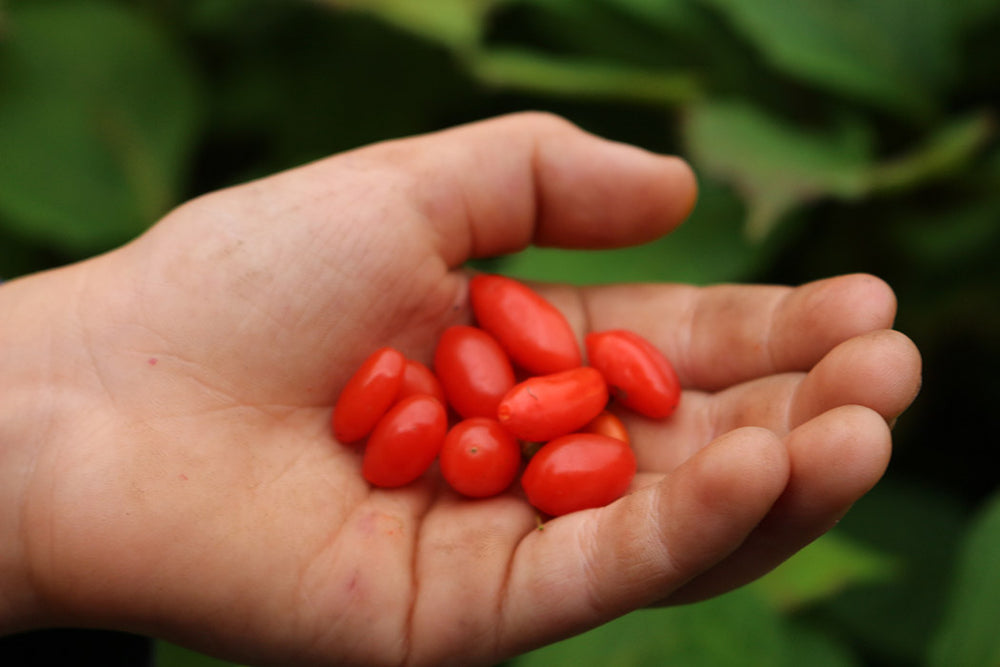 Goji Berry - Firecracker