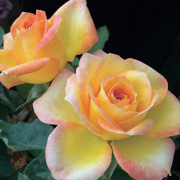 Gold Medal - Star Roses and Plants