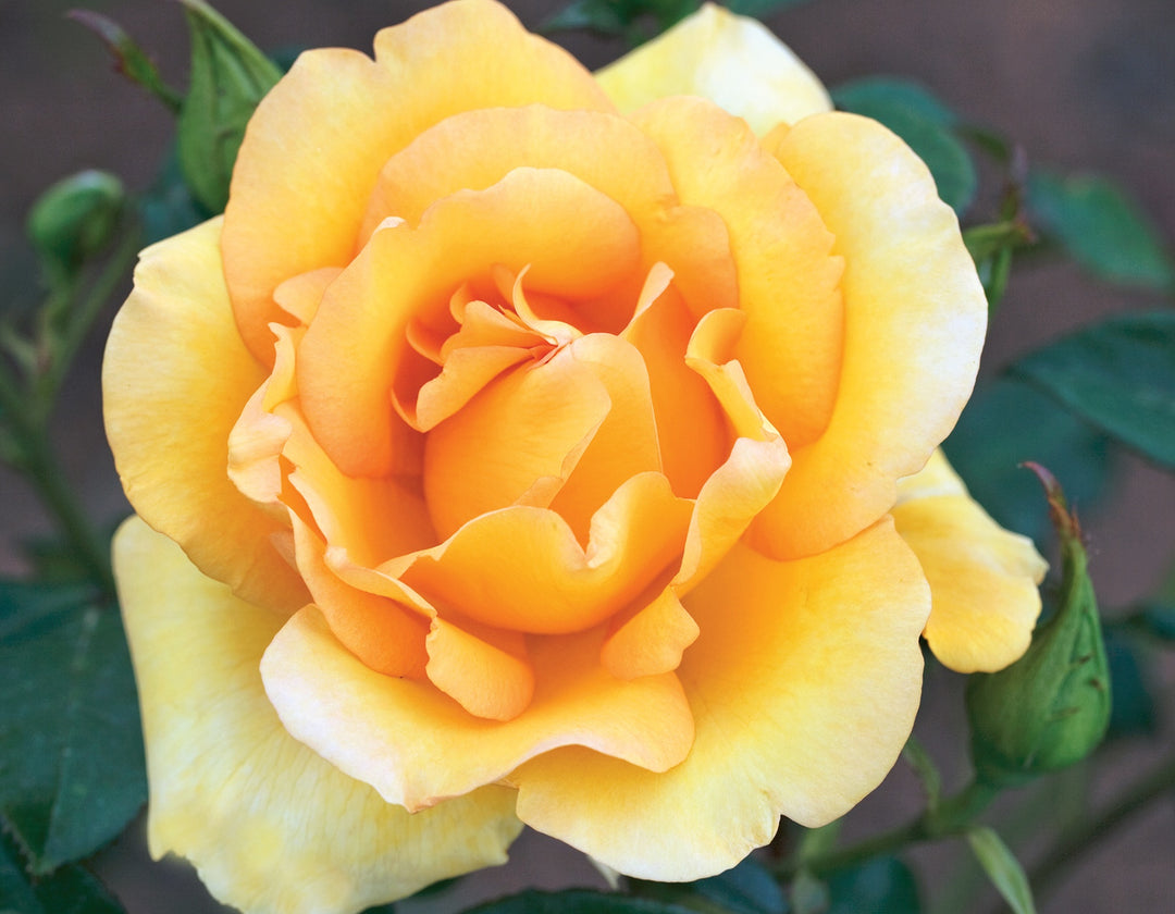 Gold Struck™ - Star Roses and Plants