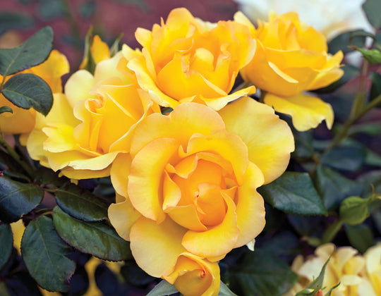 Gold Struck™ - Star Roses and Plants