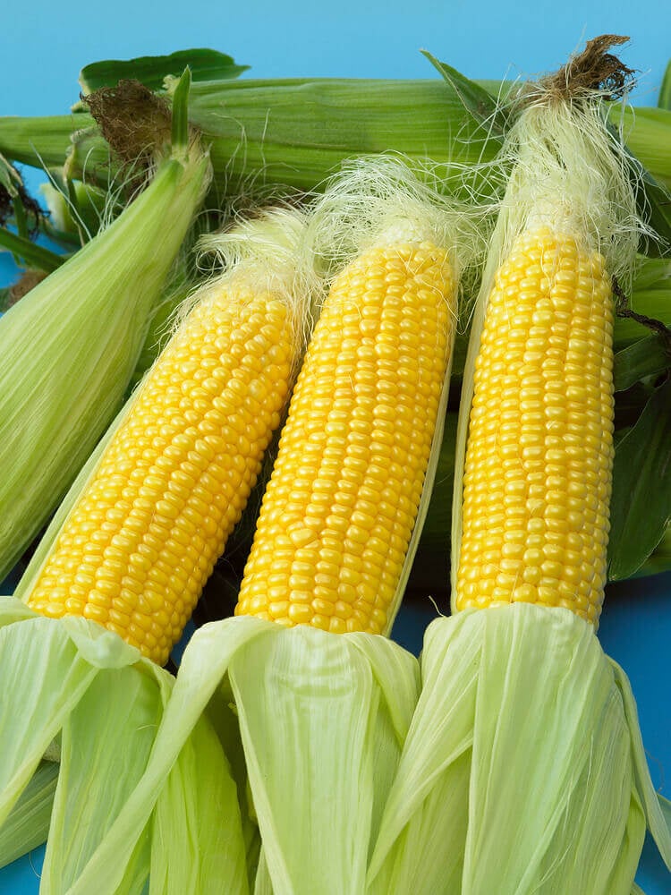 Sweet Corn Golden Jubilee Large - Ontario Seed Company