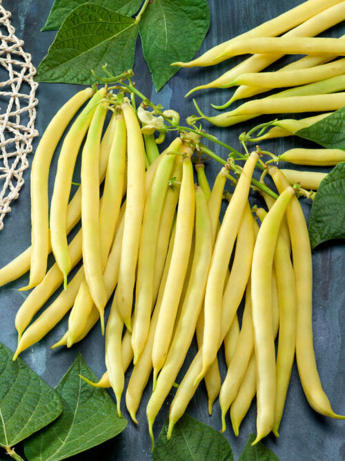 Bean Bush Golden Wax - Ontario Seed Company