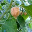 Goldenberry - Eagleridge Seeds