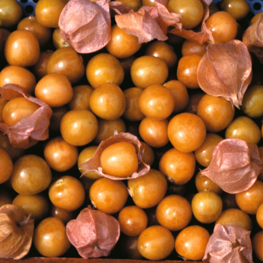 Organic Gooseberry Golden Berry - Metchosin Farm Seeds