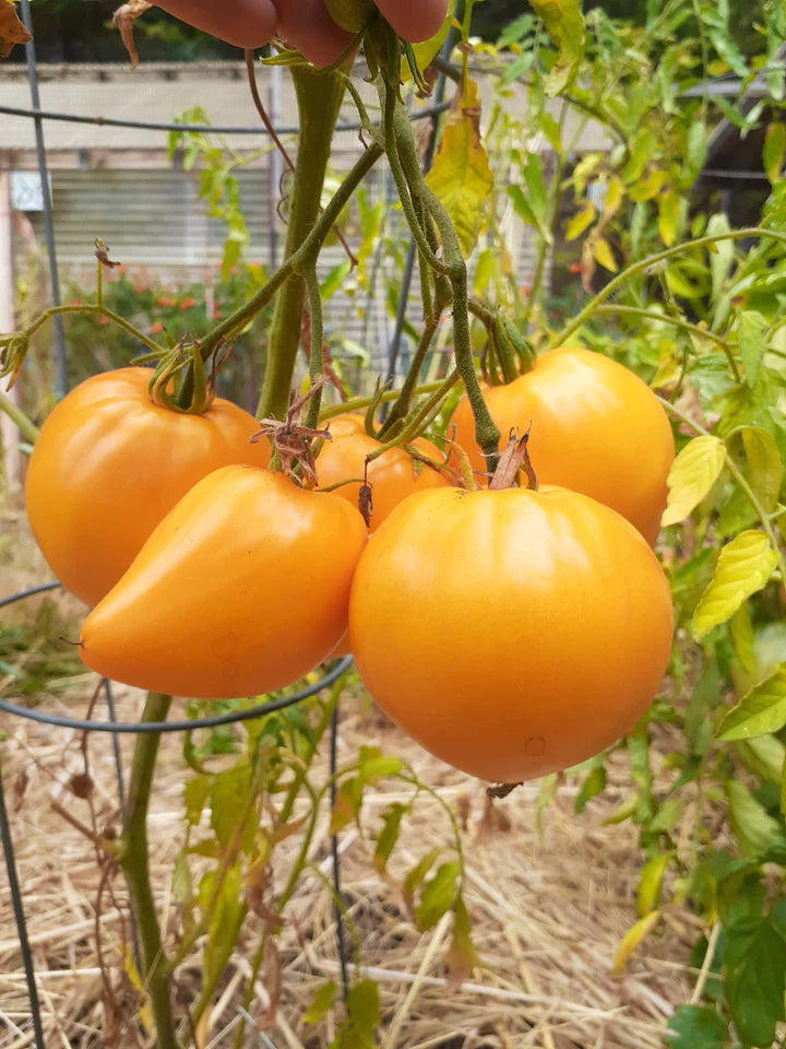 Tomato Golden King of Siberia - Eagleridge Seeds