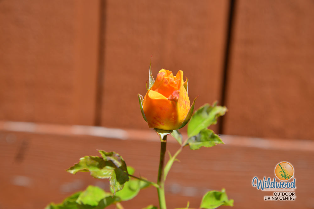 Golden Opportunity - Weeks Rose