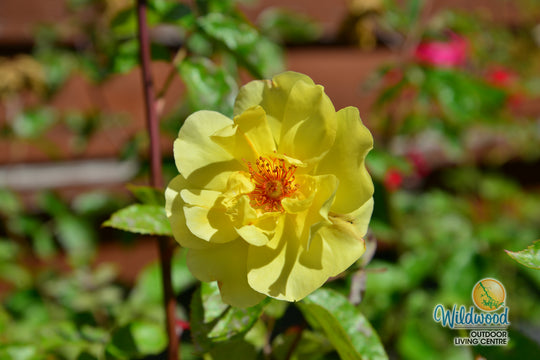 Golden Showers - Star Roses and Plants