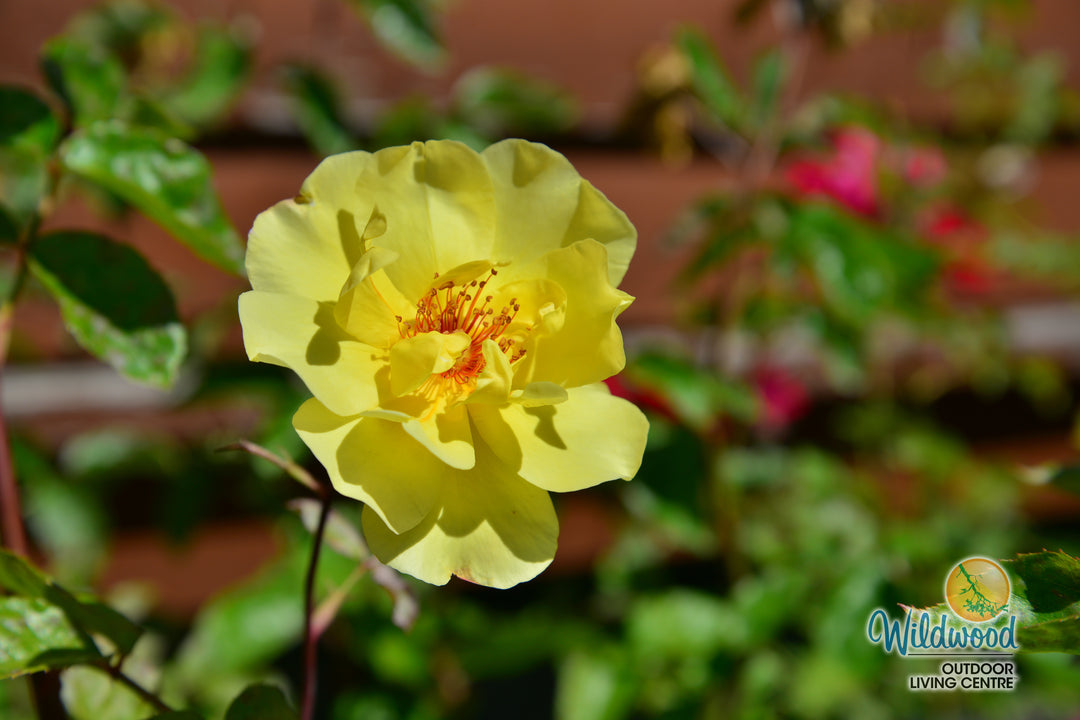Golden Showers - Star Roses and Plants