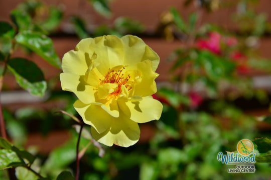 Golden Showers - Star Roses and Plants