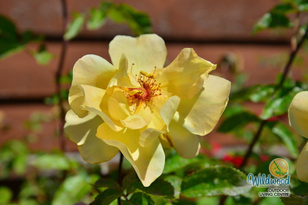 Golden Showers - Star Roses and Plants