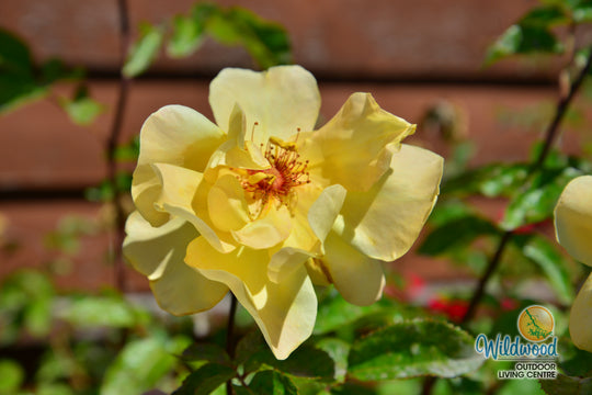 Golden Showers - Star Roses and Plants