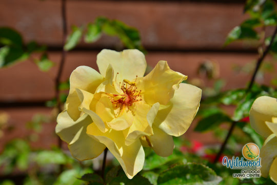 Golden Showers - Star Roses and Plants