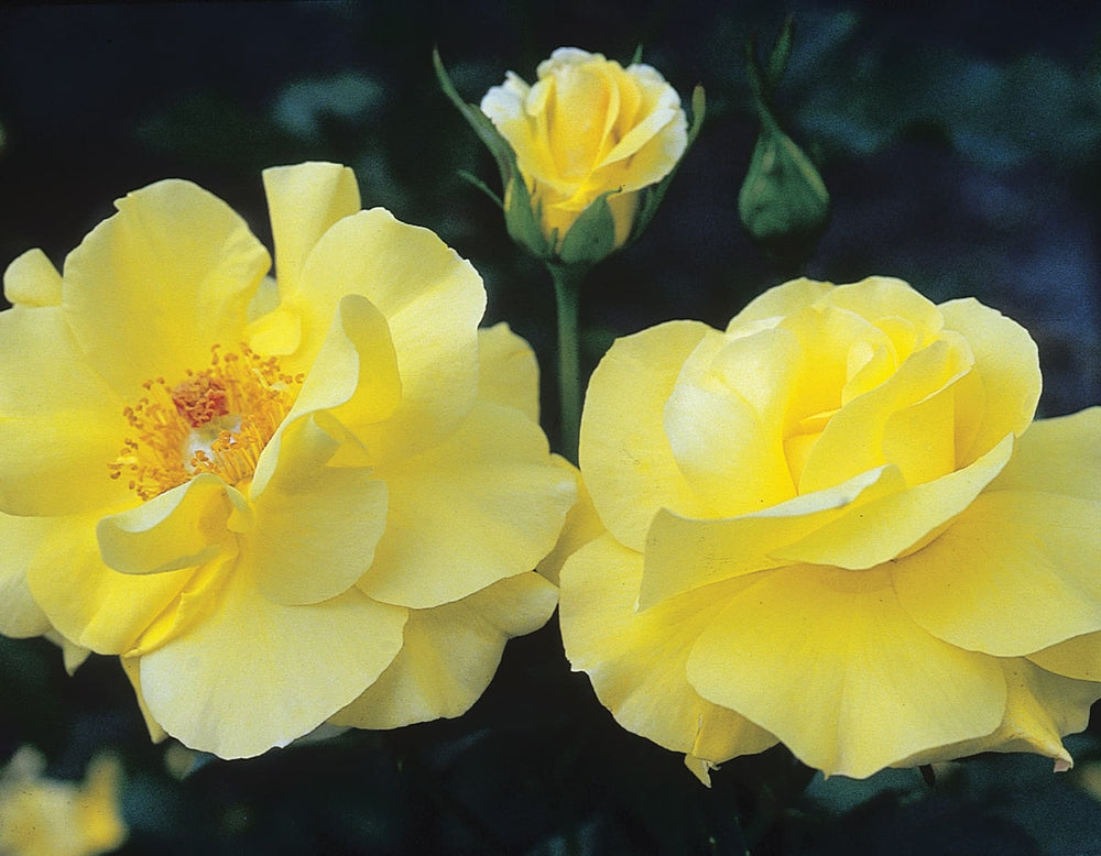 Golden Showers - Star Roses and Plants