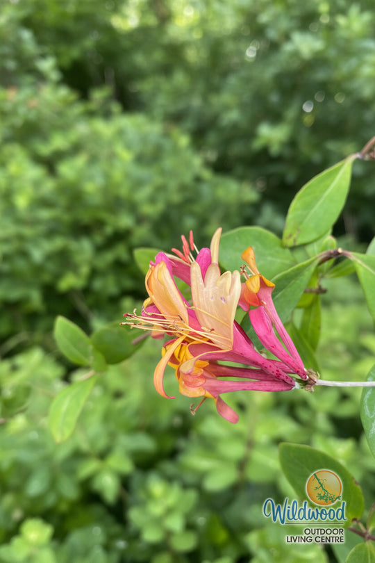 Lonicera Gold Flame (Honeysuckle)