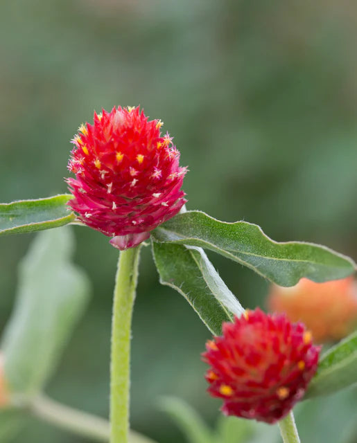 Gomphrena Strawberry Fair - West Coast Seeds