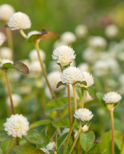 Gomphrena White - West Coast Seeds