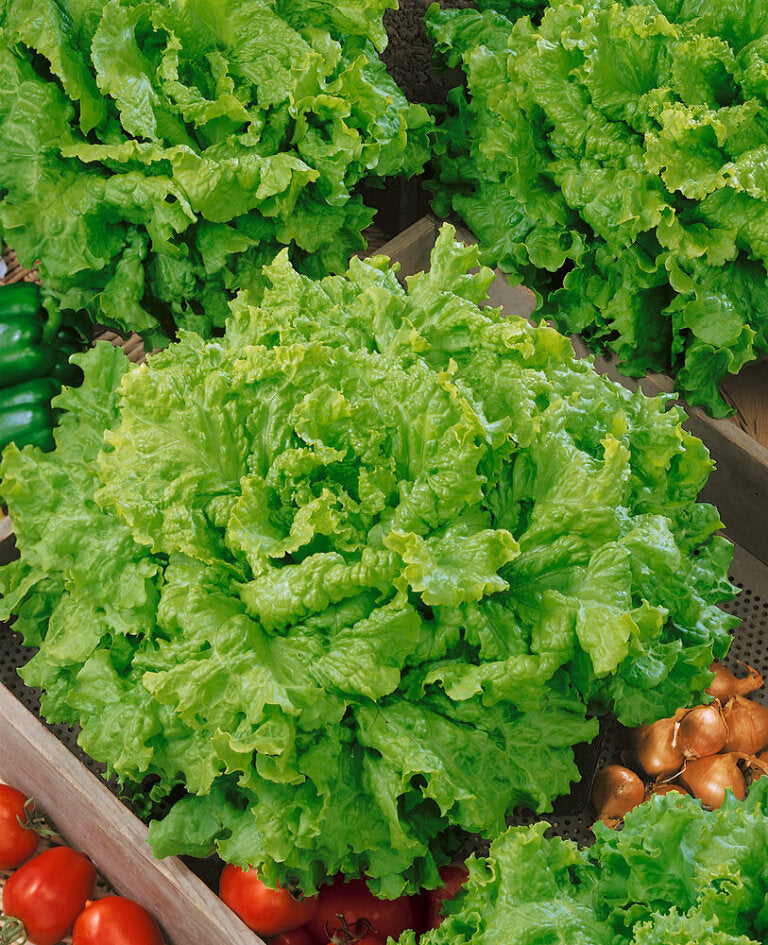 Lettuce Salad Collection Jumbo - Ontario Seed Company