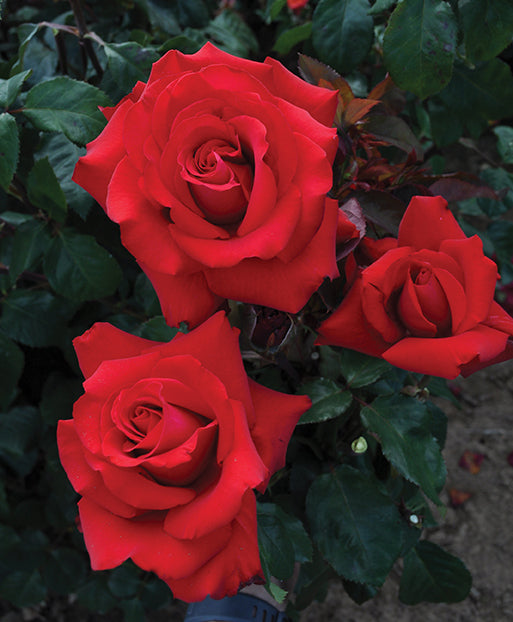 Eleganza® Grande Amore™ - Kordes® Roses