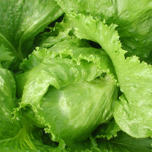 Lettuce Great Lakes - Pacific Northwest Seeds